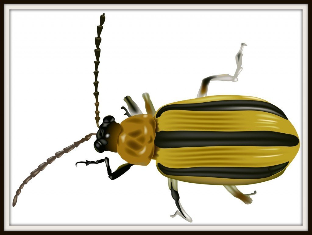Маленький Жук с желтыми полосками