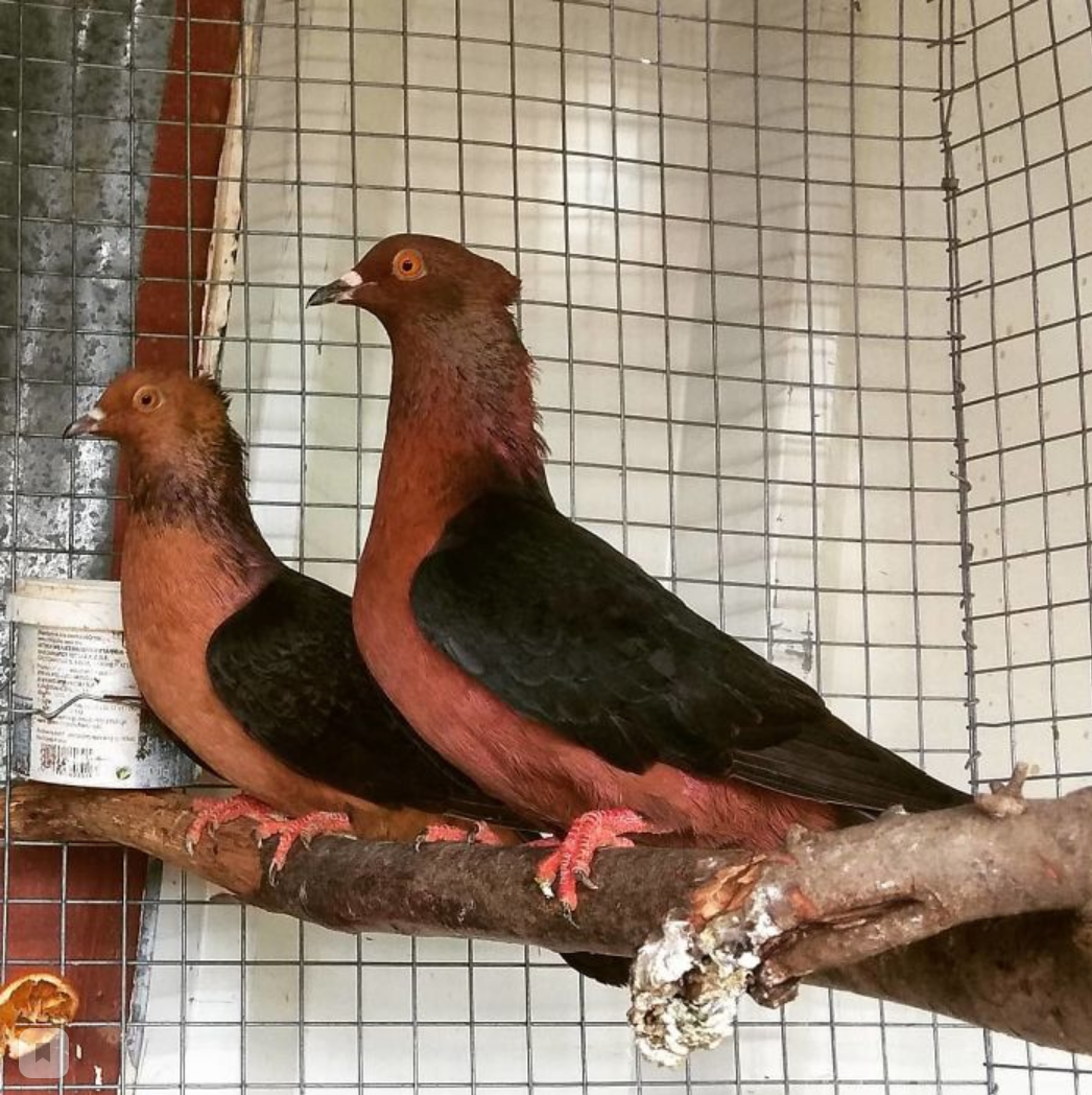 Якобинский голубь