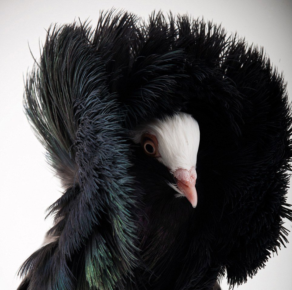 Странные породы голубей