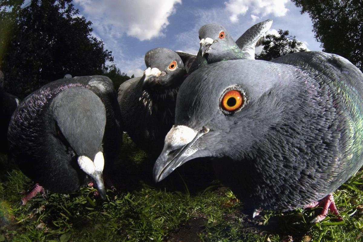 Голубь прикол