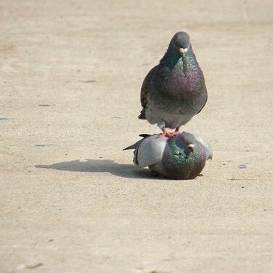 Чарльз Дарвин голуби