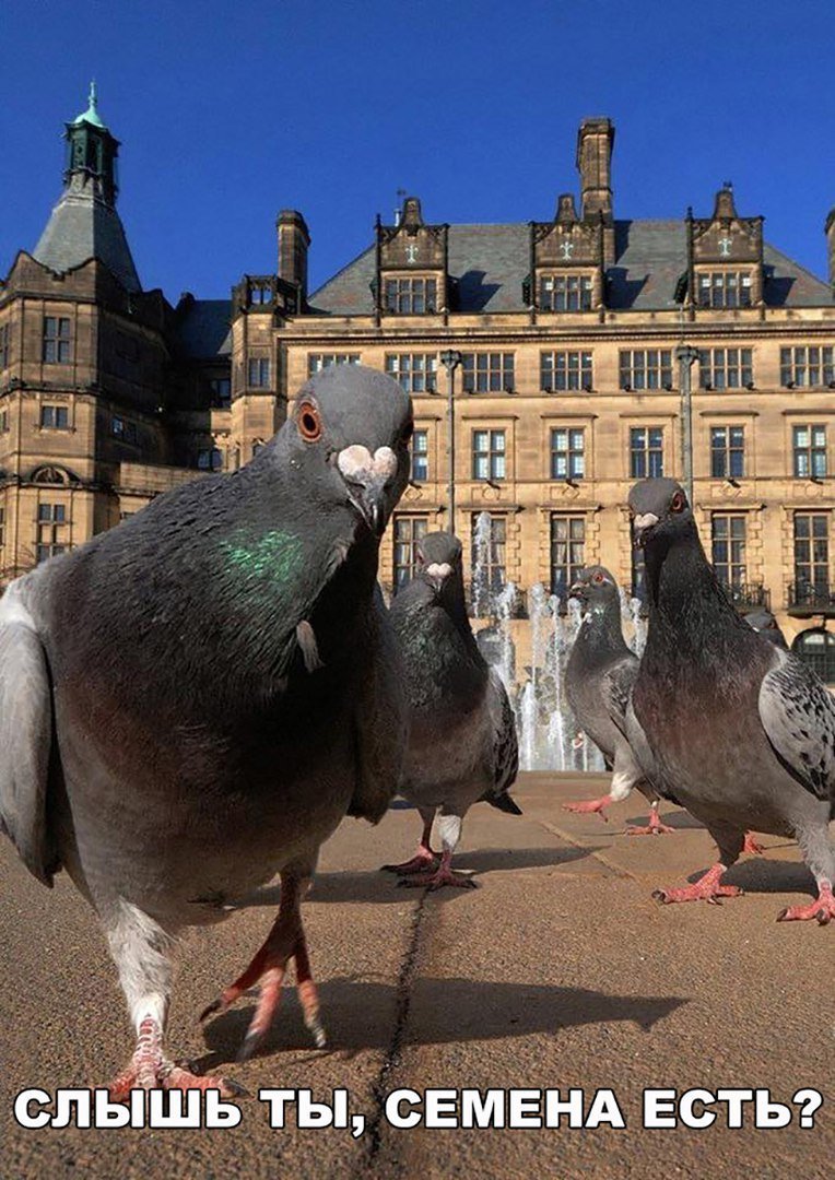 Черный якобинский Колибри