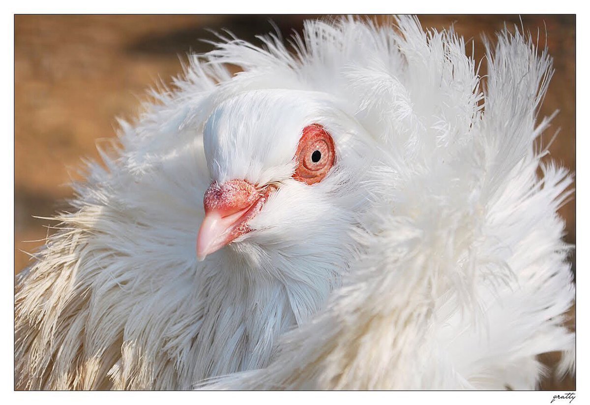 Верееносный весценоснвф голубь