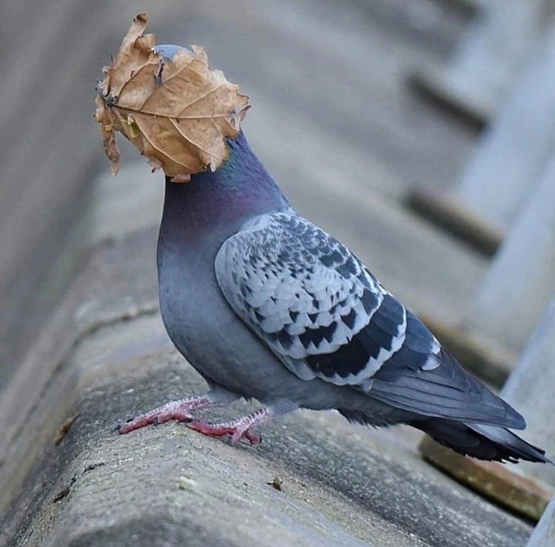 Огромный голубь