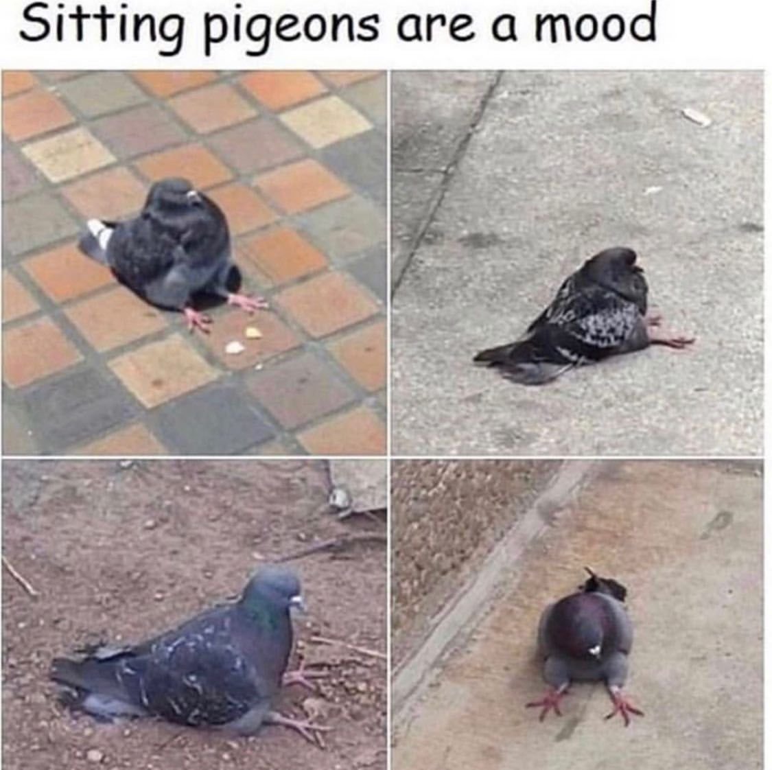 Голуби неразлучники