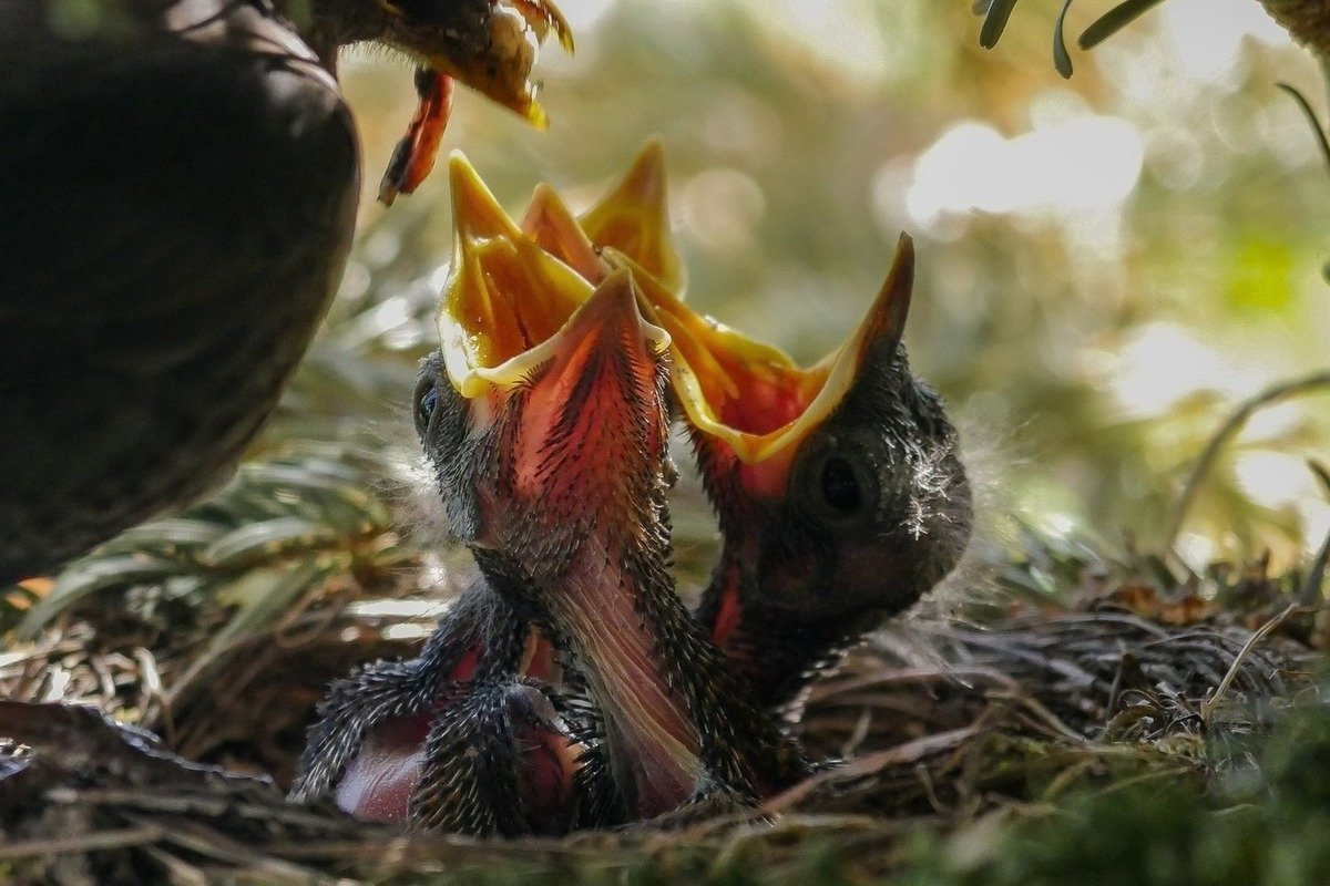 Птица с птенцами