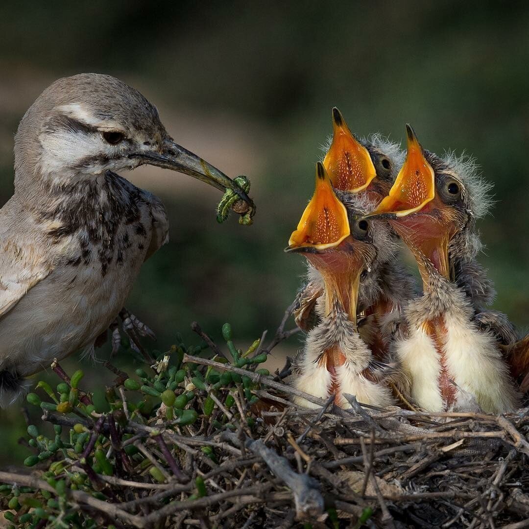 Птенец воробья