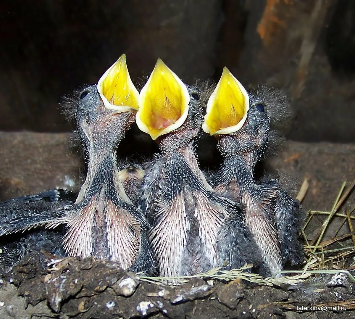 Стриж птенец желторотик