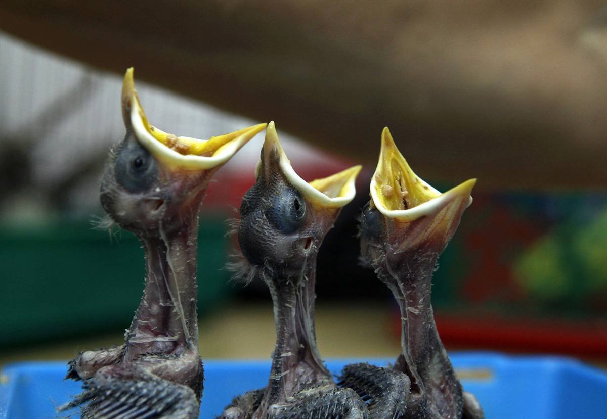 Клюв птенца