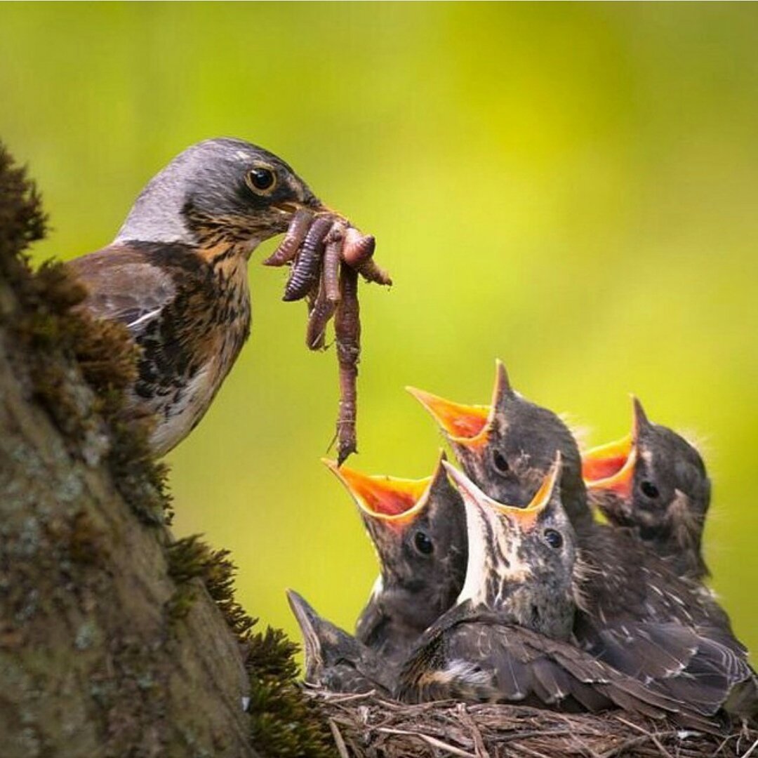 Слеток скворца