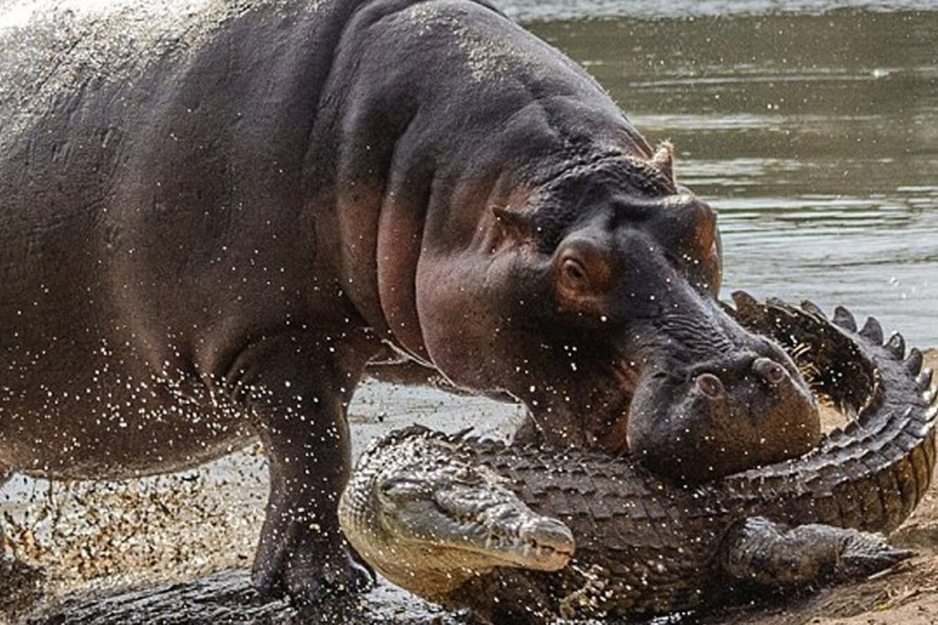 Крокодил млекопитающее или нет. Бегемот против крокодила. Бегемот Кашалот гиппопотам. Гребнистый крокодил против бегемота.