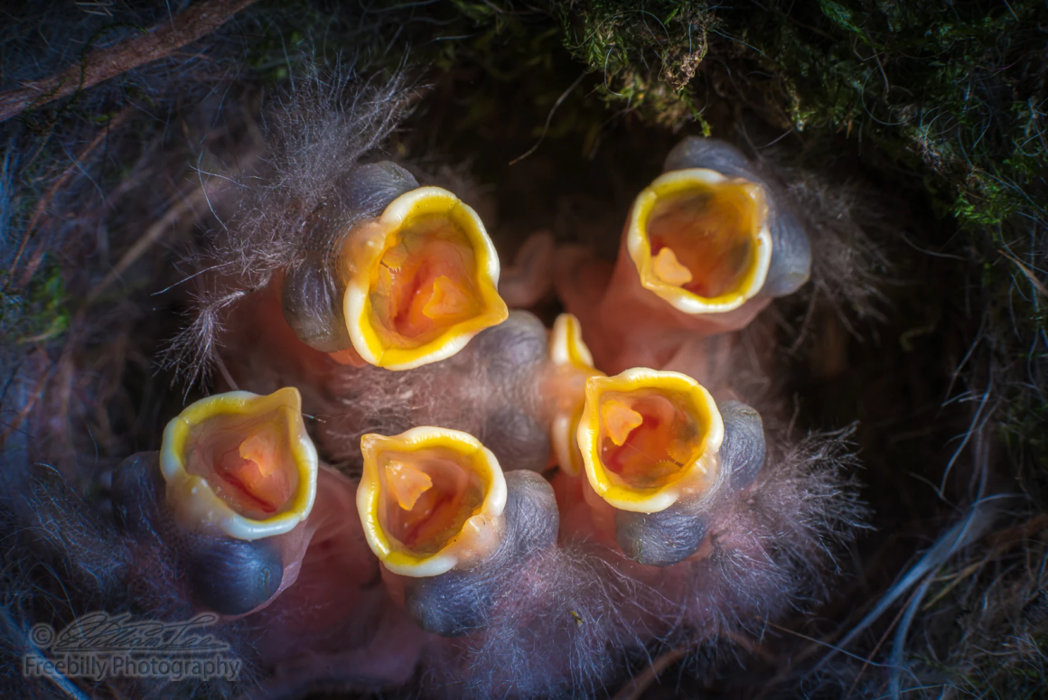 Птенчики с открытыми ртами