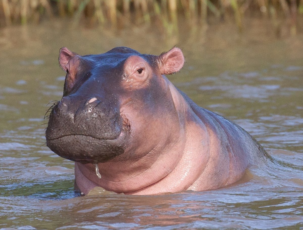 Нильский Бегемот