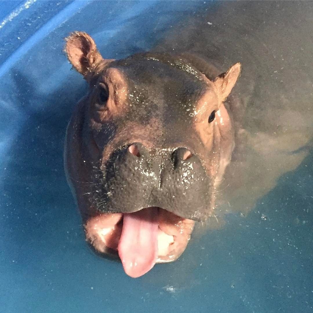 Милый Бегемот