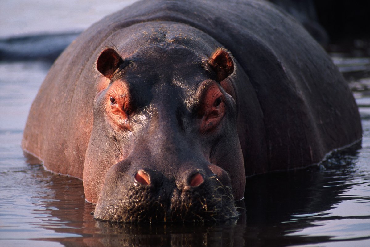 Жирный Бегемот