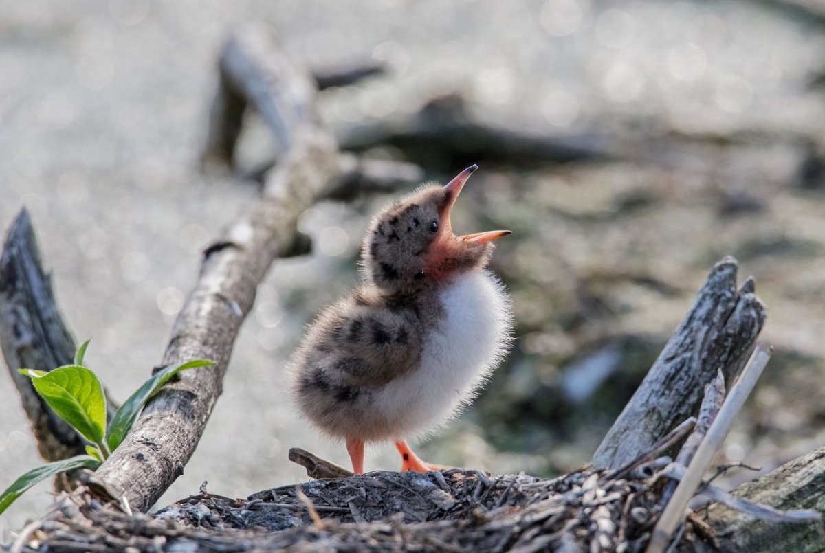 Слеток Речной крачки