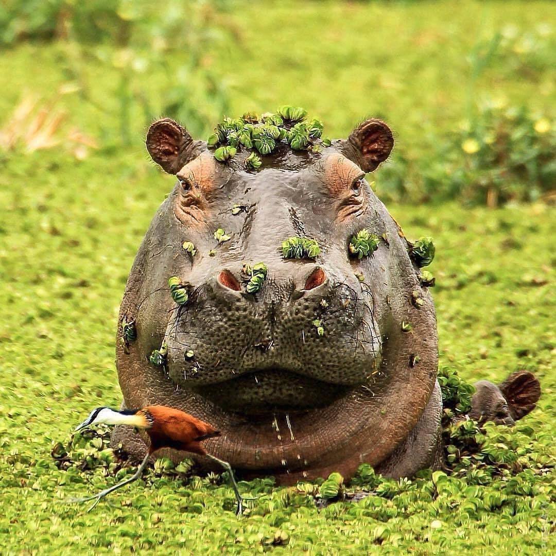 Морда бегемота