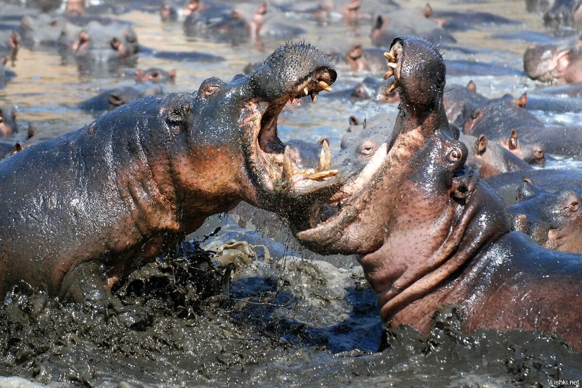 Бегемот улыбается