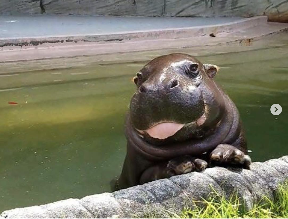 Носорог против бегемота