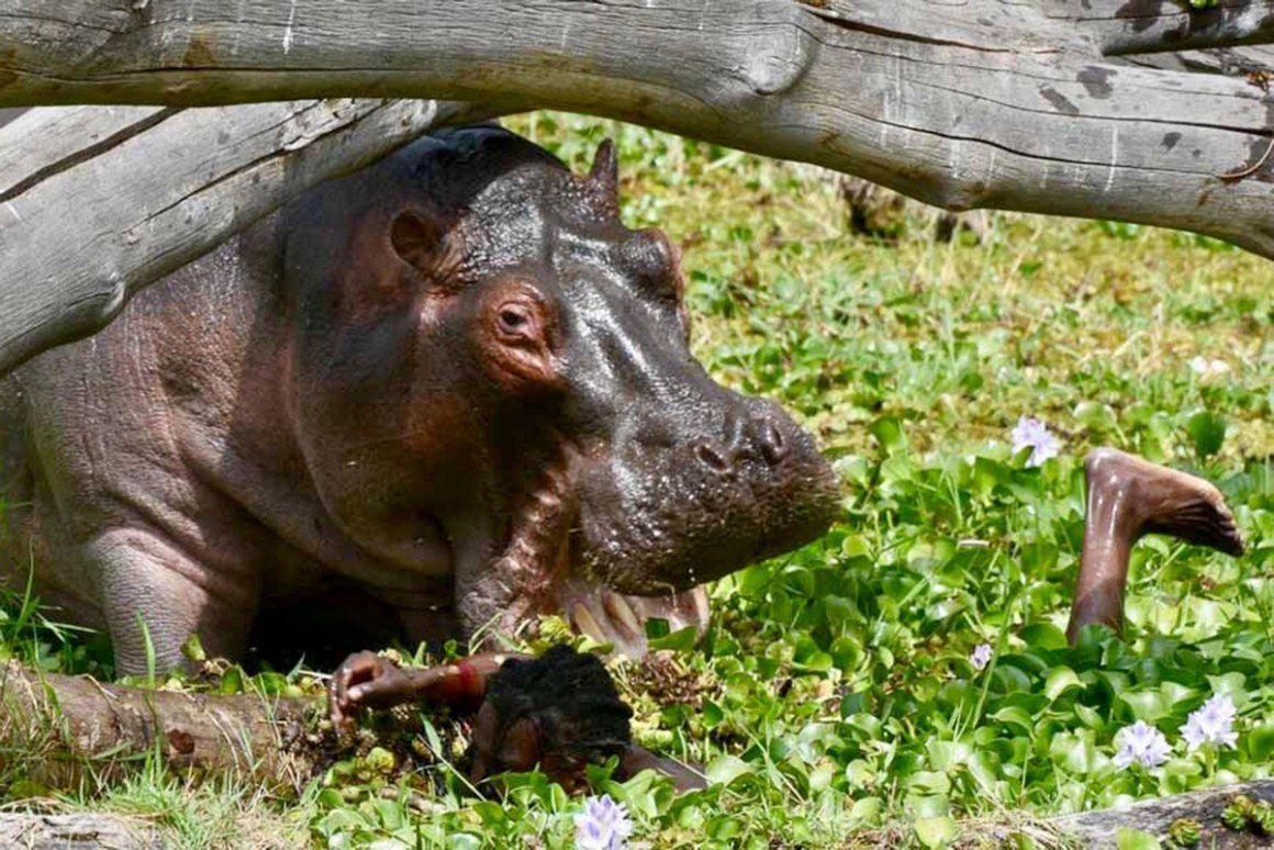 Влюбленные Бегемоты