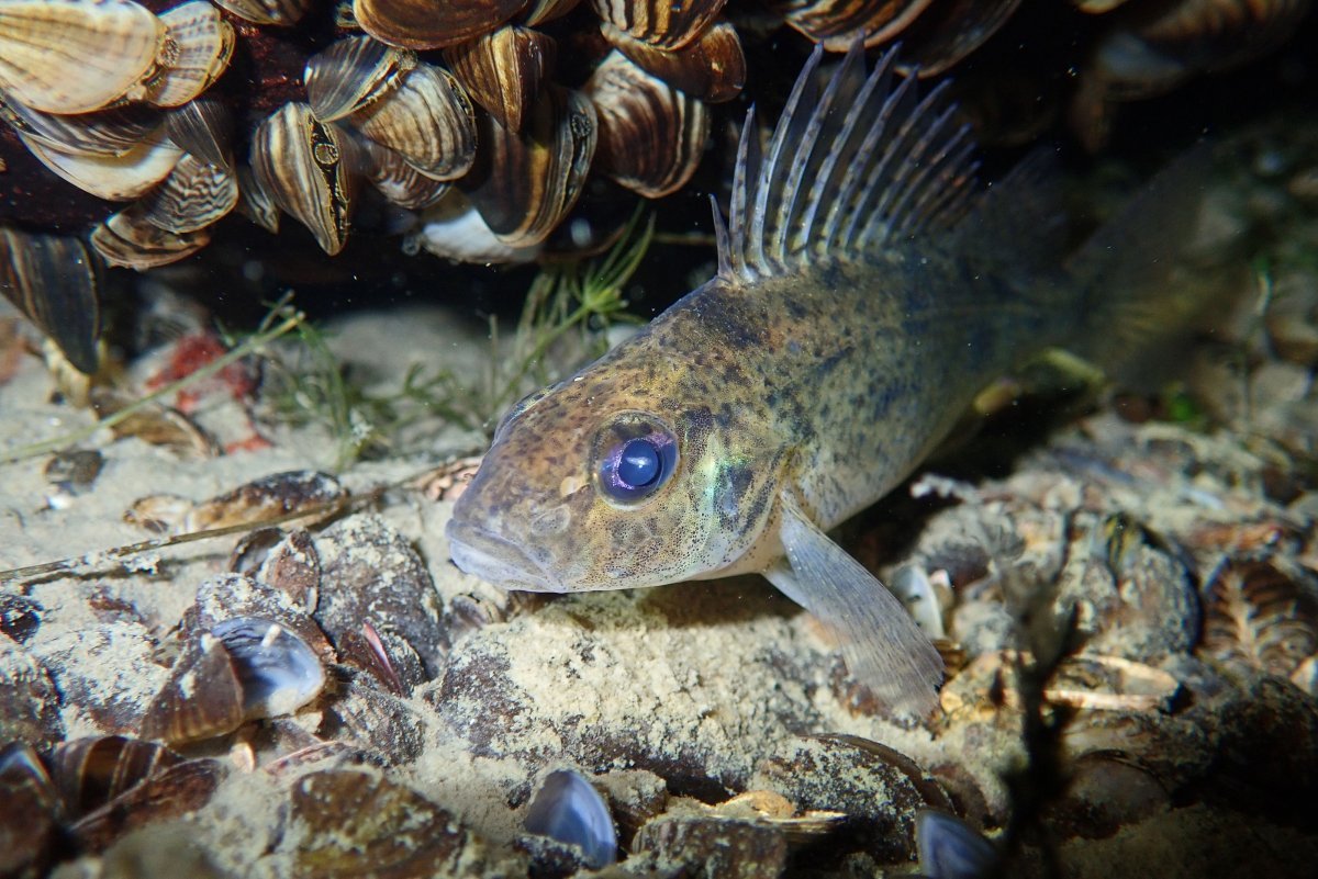 Малёк+малёк рыбка