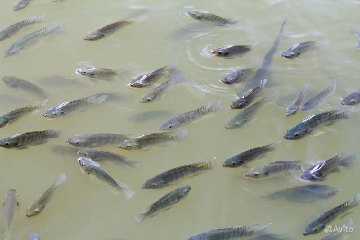 Окунь Речной малек