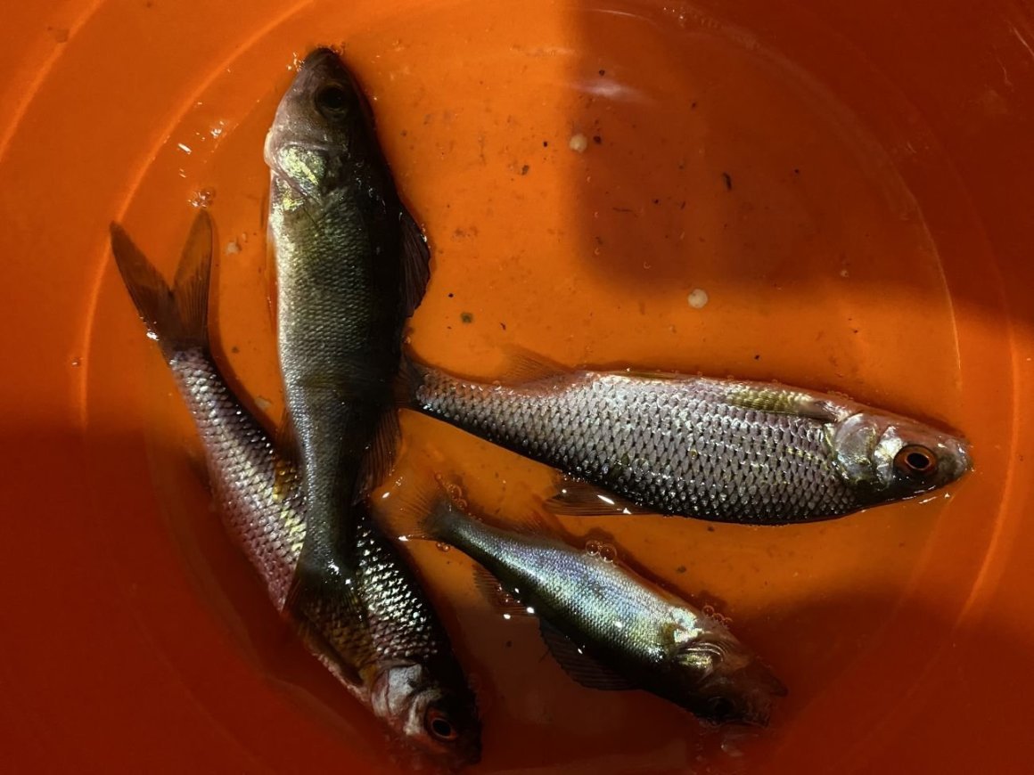 Малек щуки зарыбление