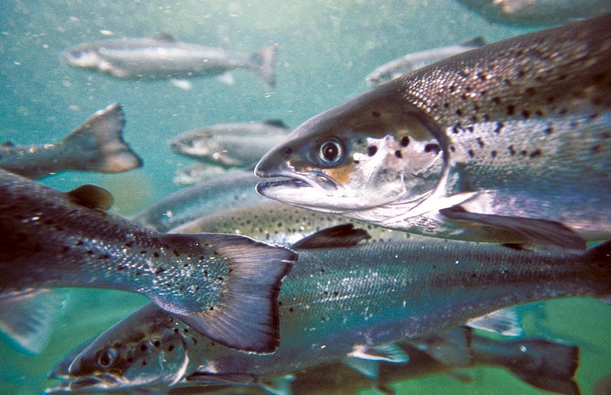 Головастик это личинка лягушки