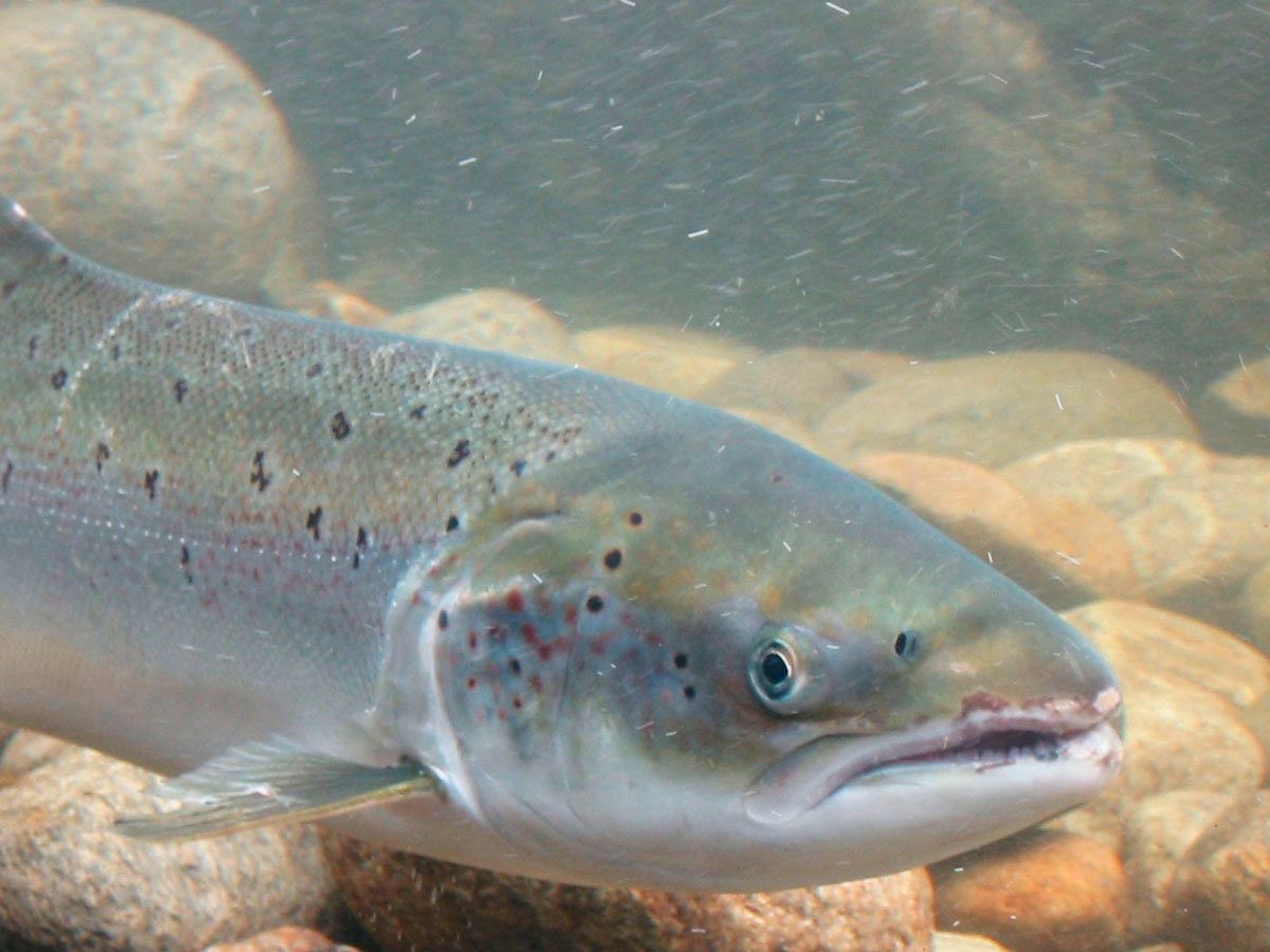 Рыба гольян Озерный