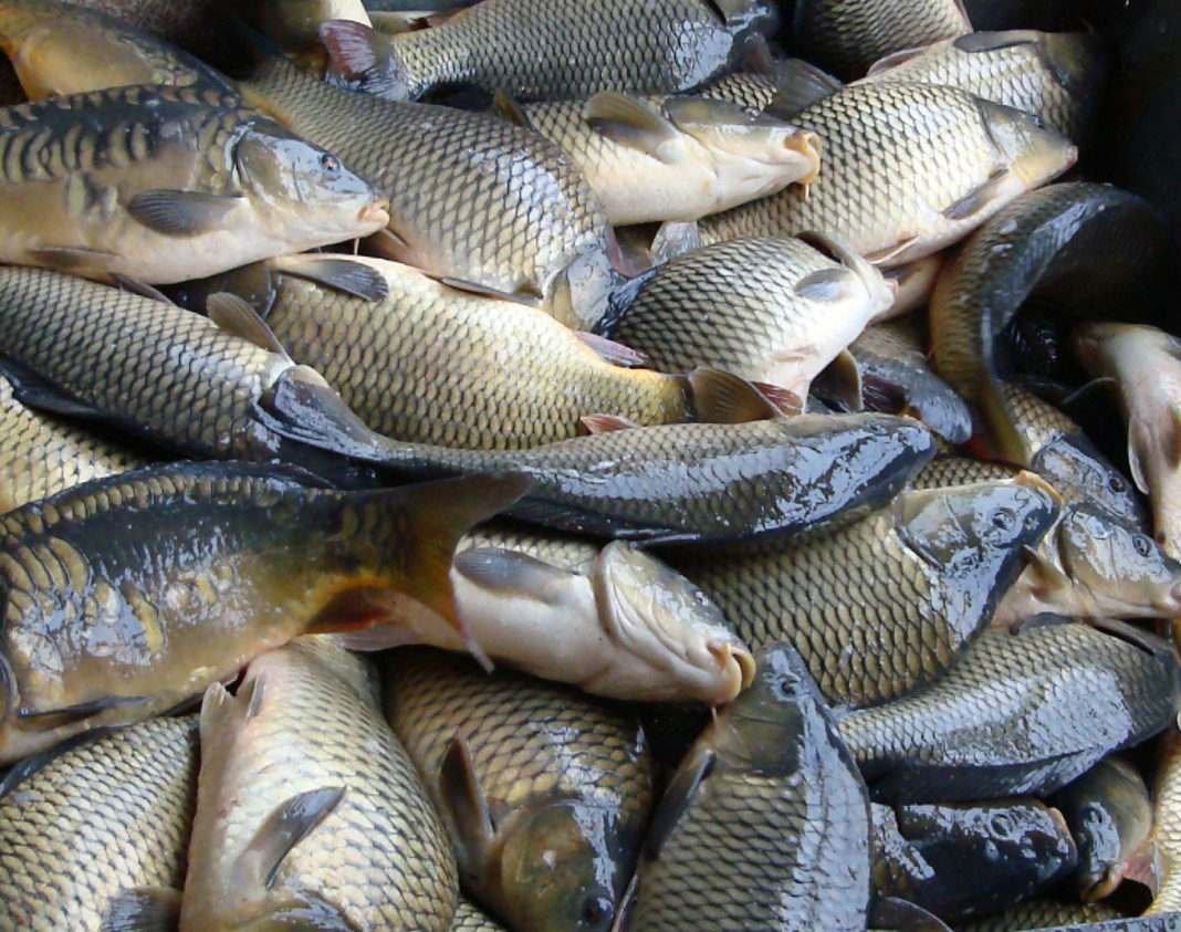 Японский Карп кои