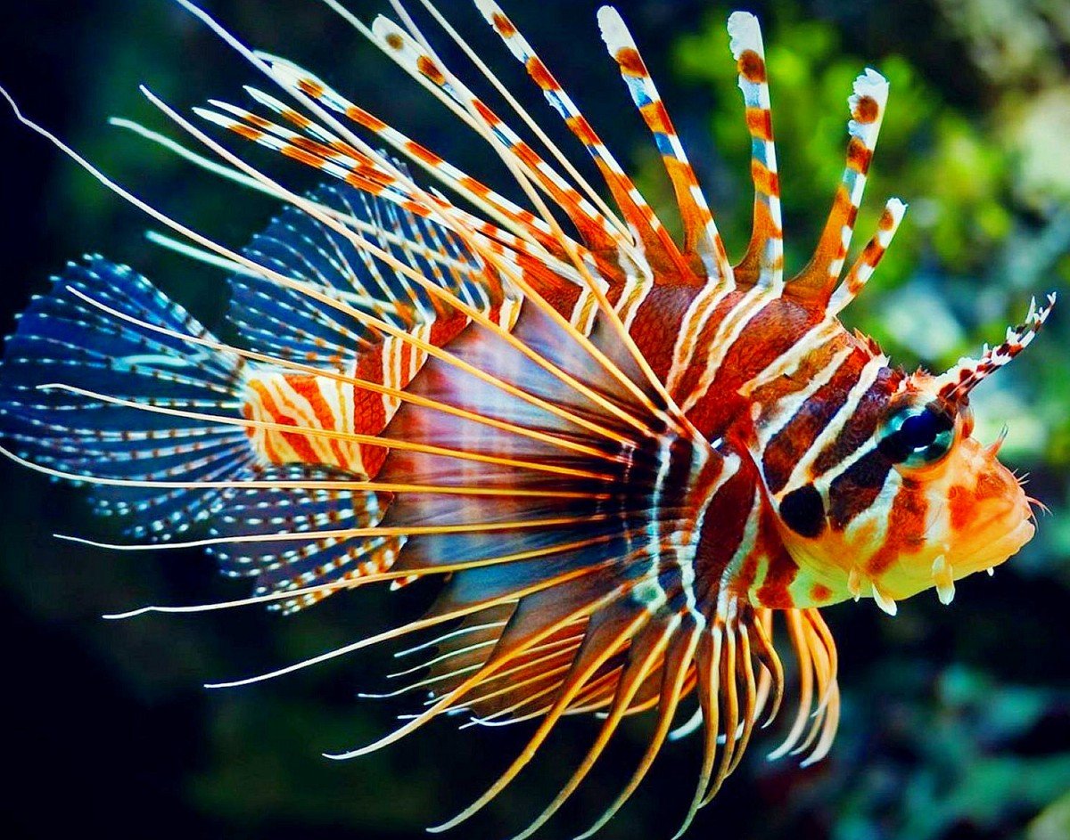 Крылатка-Зебра чернополосая дьявол