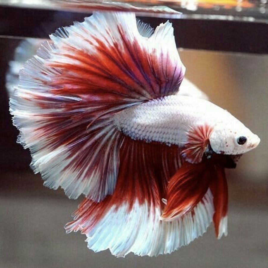 Сиамский петушок вуалехвост