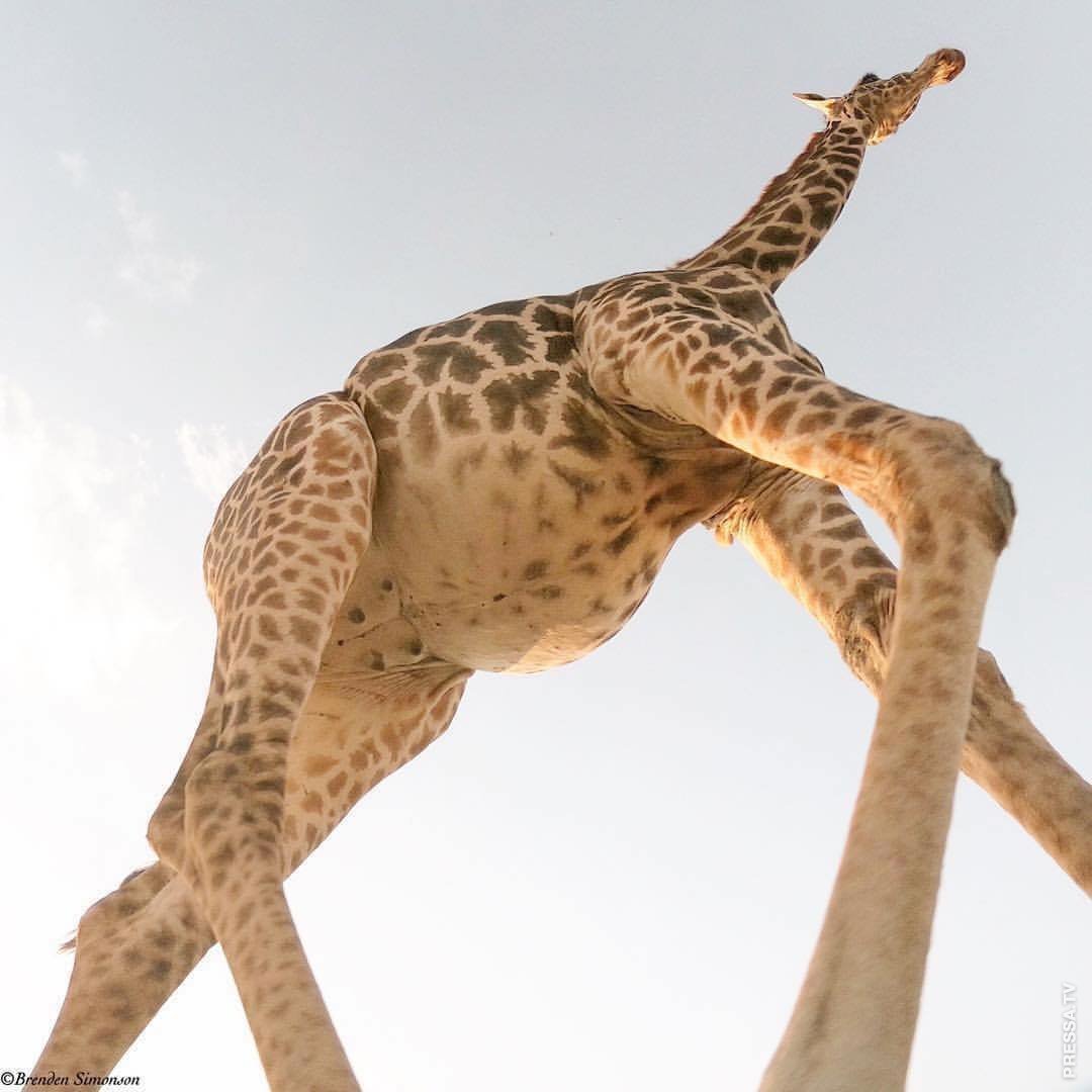 член у жирафа длина фото 117