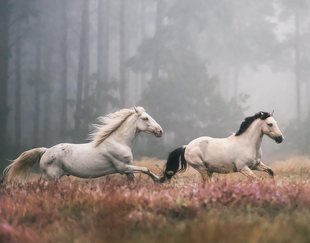Арабский скакун галоп