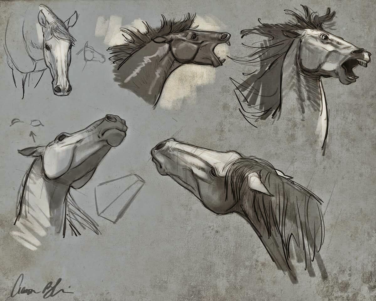 Фазы галопа лошади