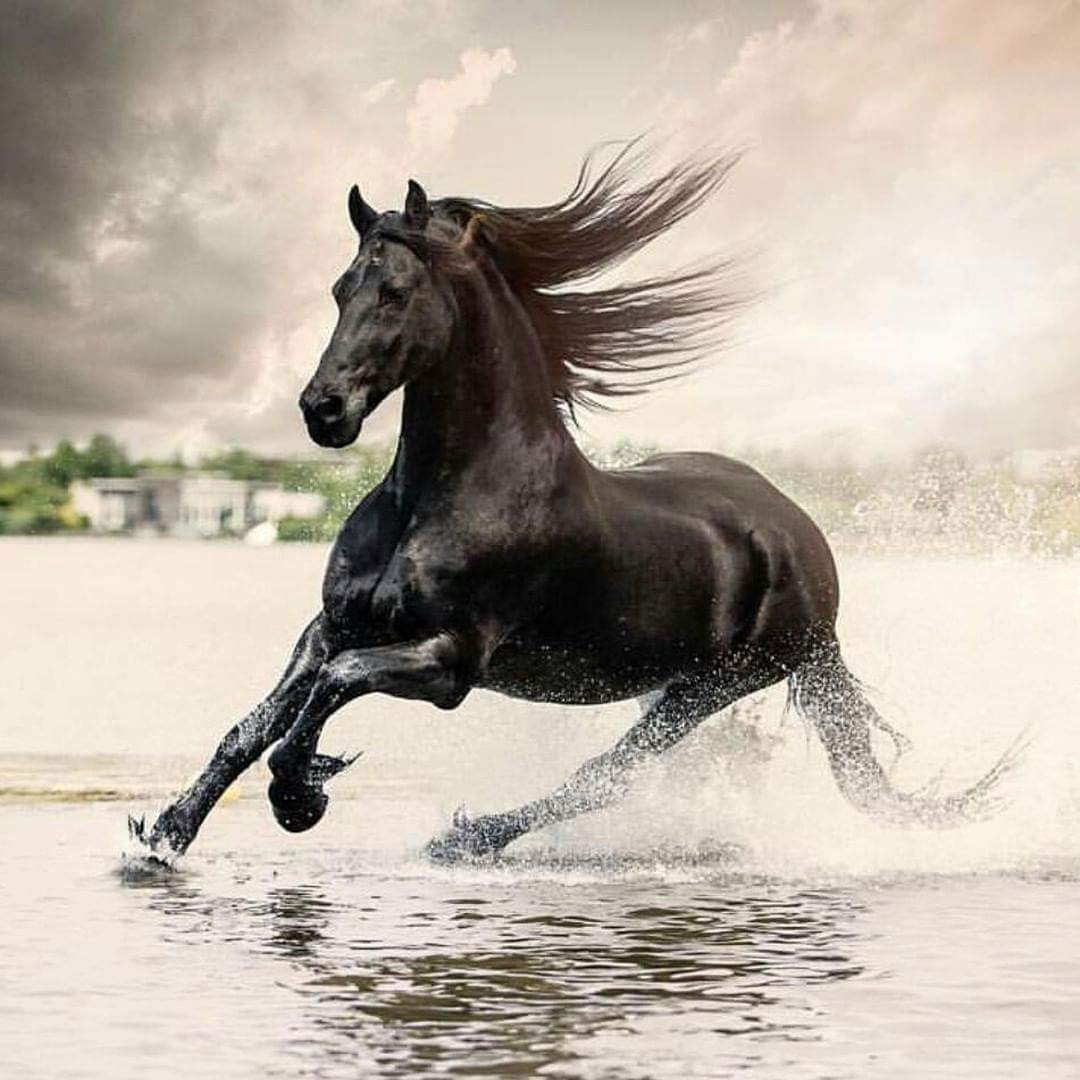 Конь скачет