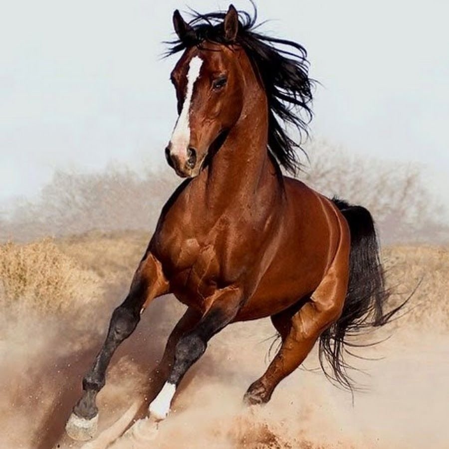 Палачев Вячеслав лошадь