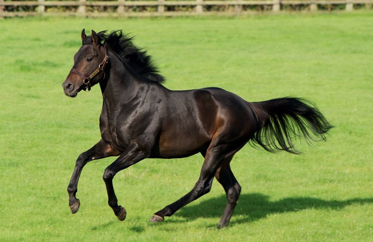 Гнедой табун