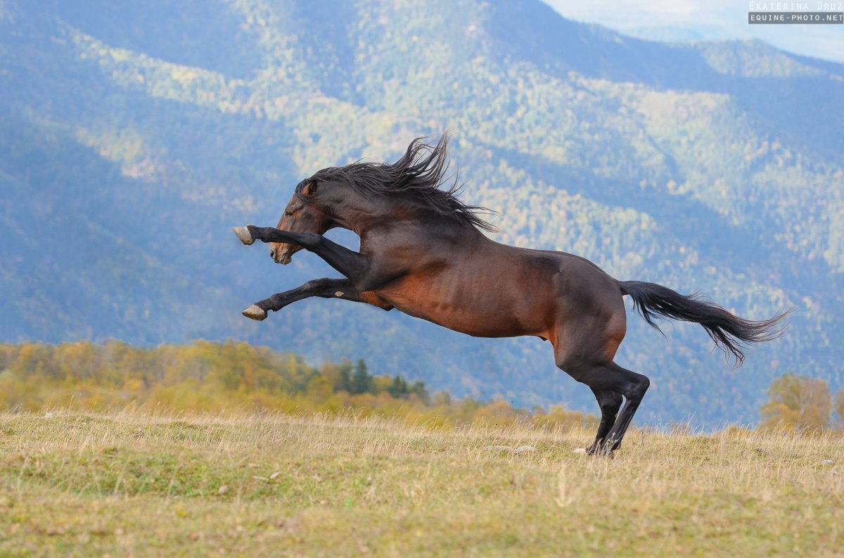 Лошадь галоп