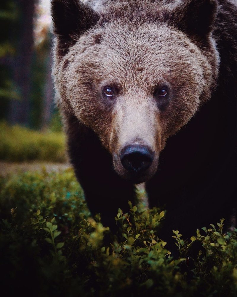 Дикие животные картинки