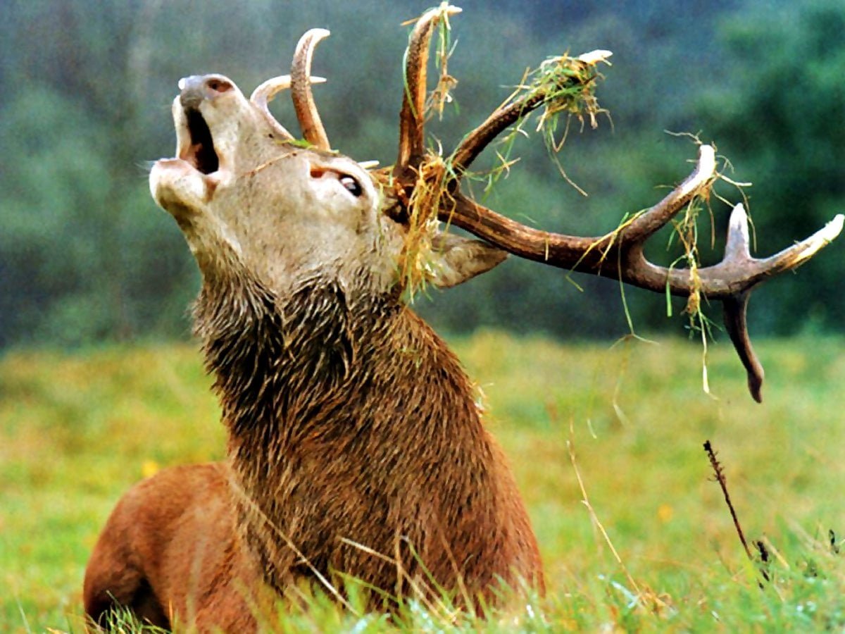 Опоссум Мем