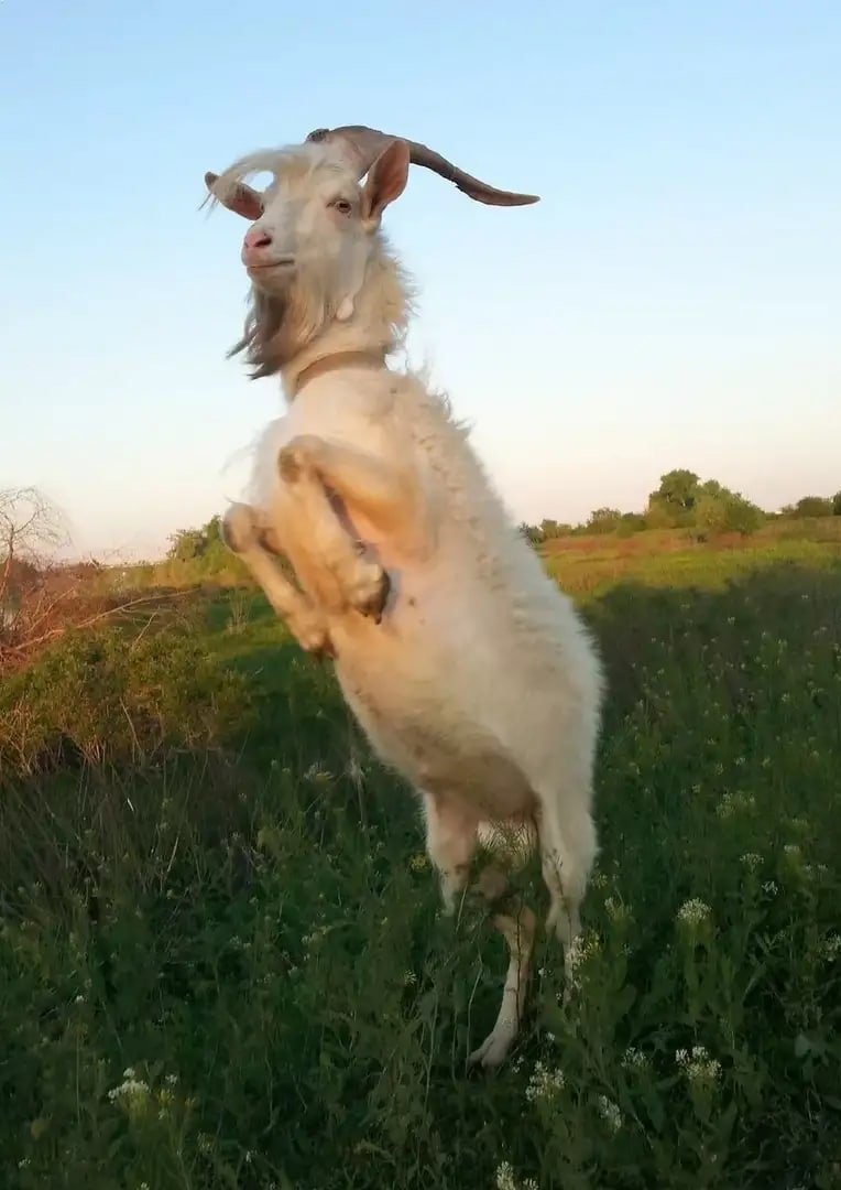 Смешной Северный олень