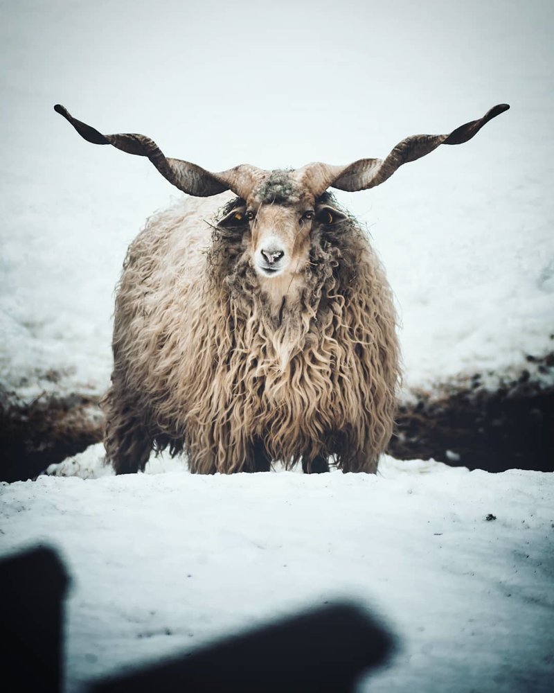 Харизматичные животные