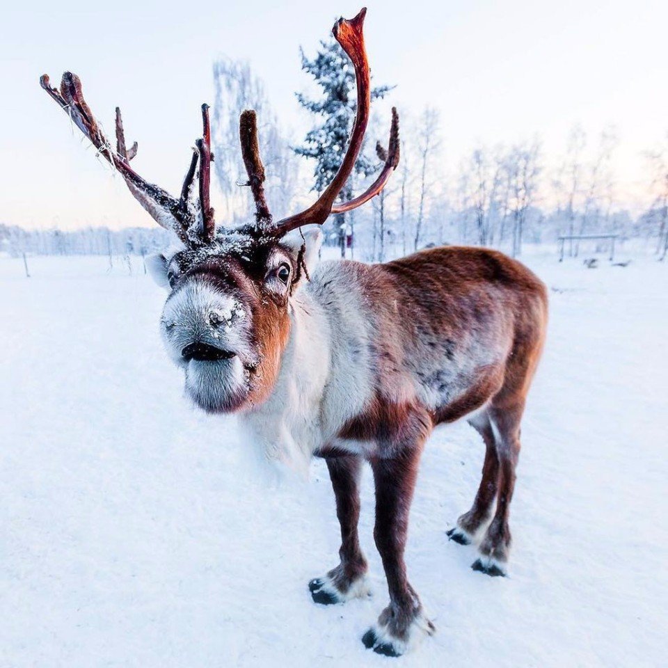 Козёл деревенский