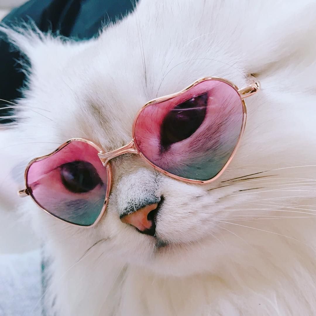 Кошечка в очках