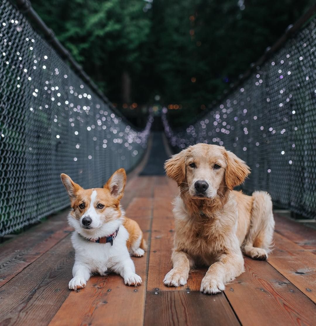 Корги и золотистый ретривер