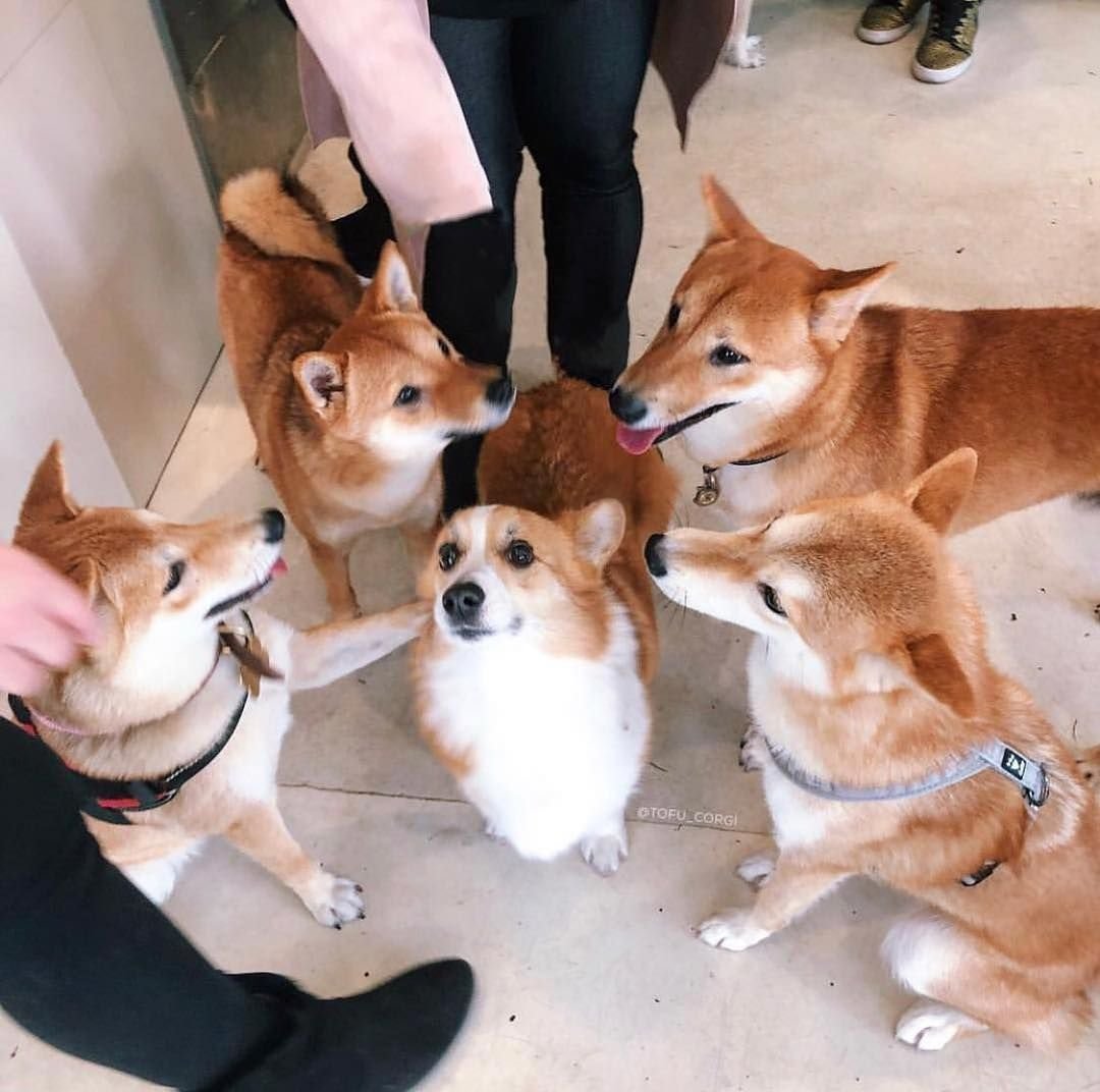 Корги и такса