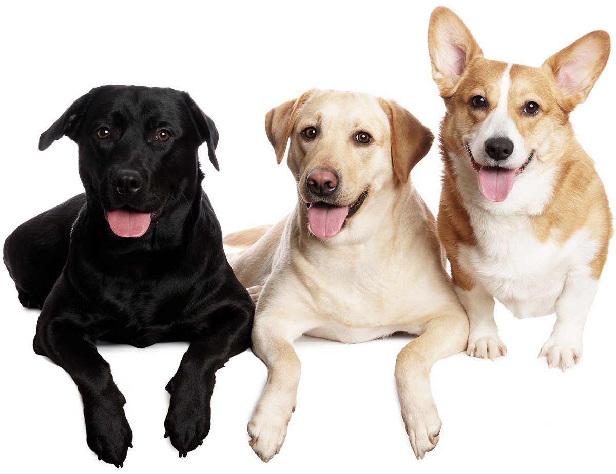 Ретривер терьер