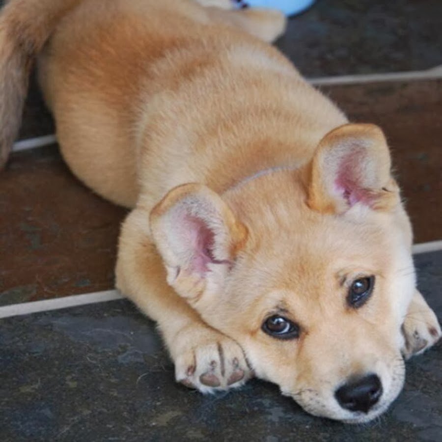 Помесь хаски и корги