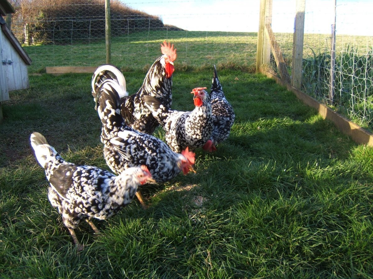 Леггорн далматинец